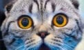 Surprised kitty Our tips when travelling with pets