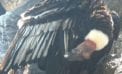 california condor California condor back from the brink
