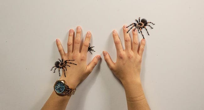 spiders game univerity of alberta Game helps people overcome fear of spiders