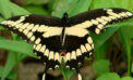 Pollinators in peril and need our help Pollinators in peril and need our help