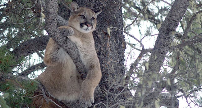 cougar U of A Cougars respond to roads based on traffic, topography, time of day