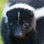 skunk
