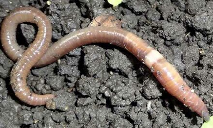What the heck are jumping worms?