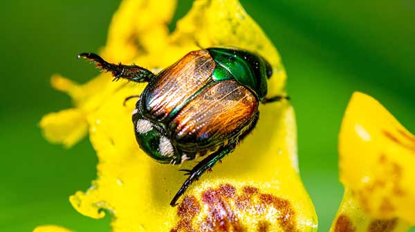 Do Japanese Beetles taste yucky?